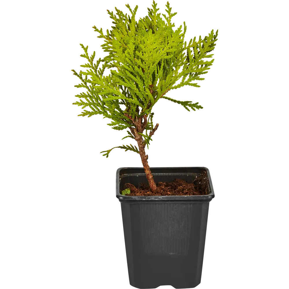 Santreyd Туя западная Мириам - золотистый шар для сада 87718584 STLM-0075292