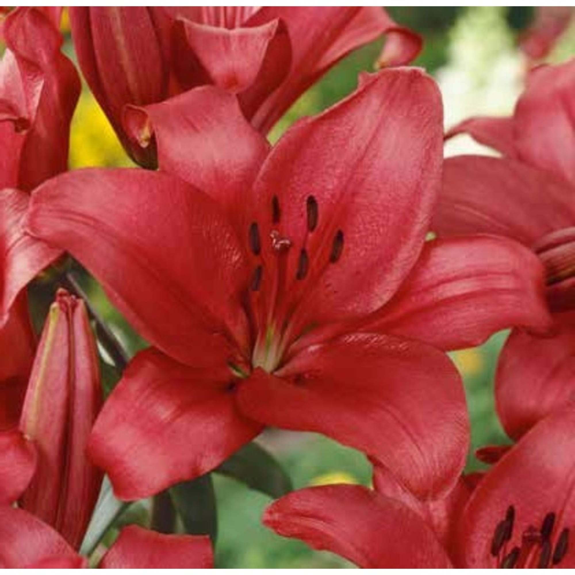 83760991 Лилия азиатская Фанжио луковица II Santreyd 