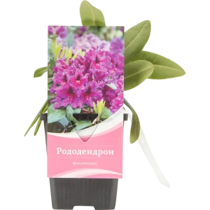 Рододендрон Пурпуреум «Грандифлорум» 9x20 см 82601863 STLM-2200739