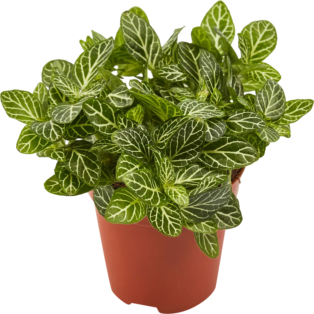 Santreyd Фиттония Бамбино - декоративное растение для интерьера 82932812 STLM-0038110 - Вид №2