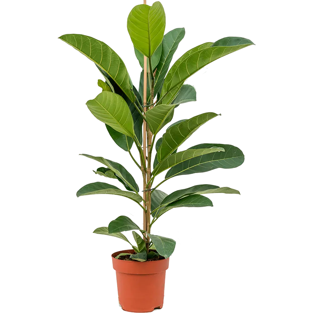 Фикус Бенгальский Рой 21x105 см 82877343 STLM-2183840 Santreyd 