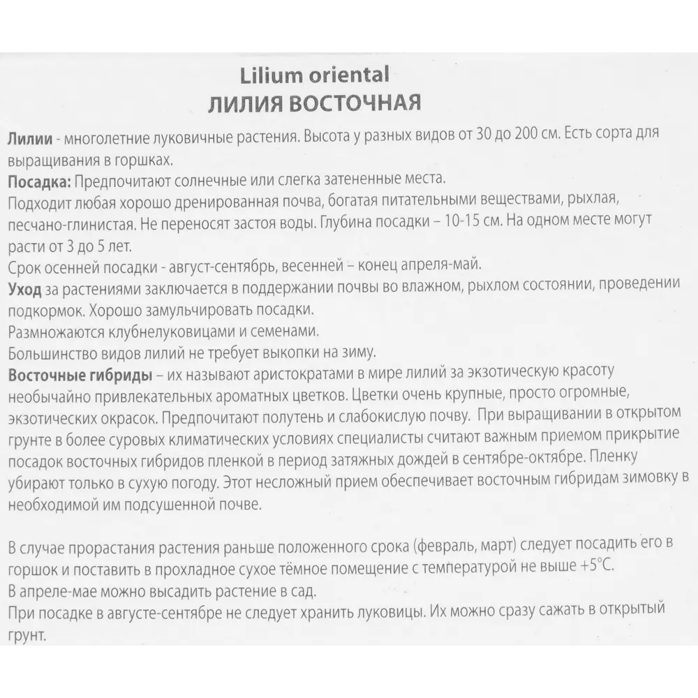 Лилия восточная Мазерс Чойс 85205770 STLM-2069561 ПОИСК  - Вид №2