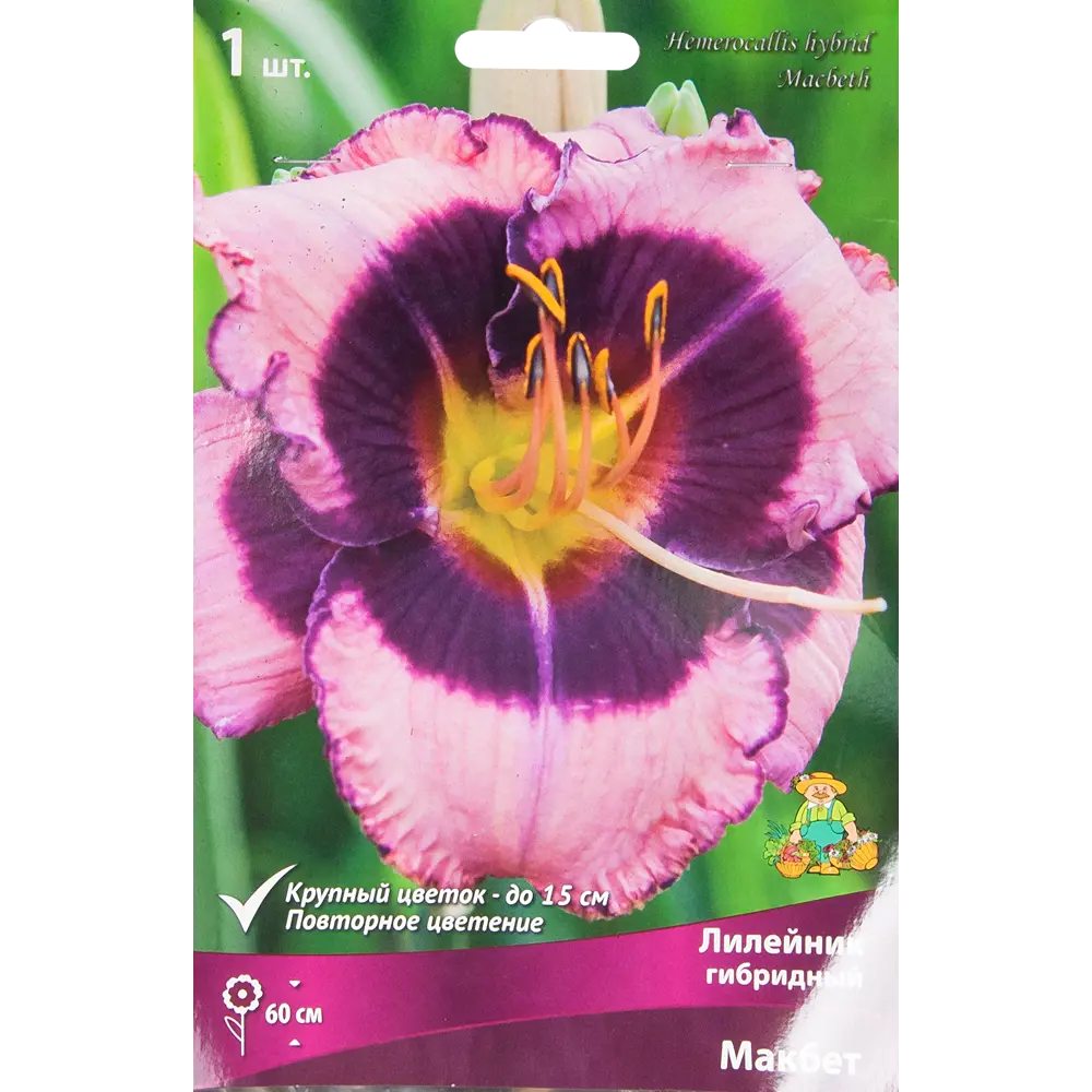 Лилейник гибридный Макбет 85205699 STLM-2054522 ПОИСК 