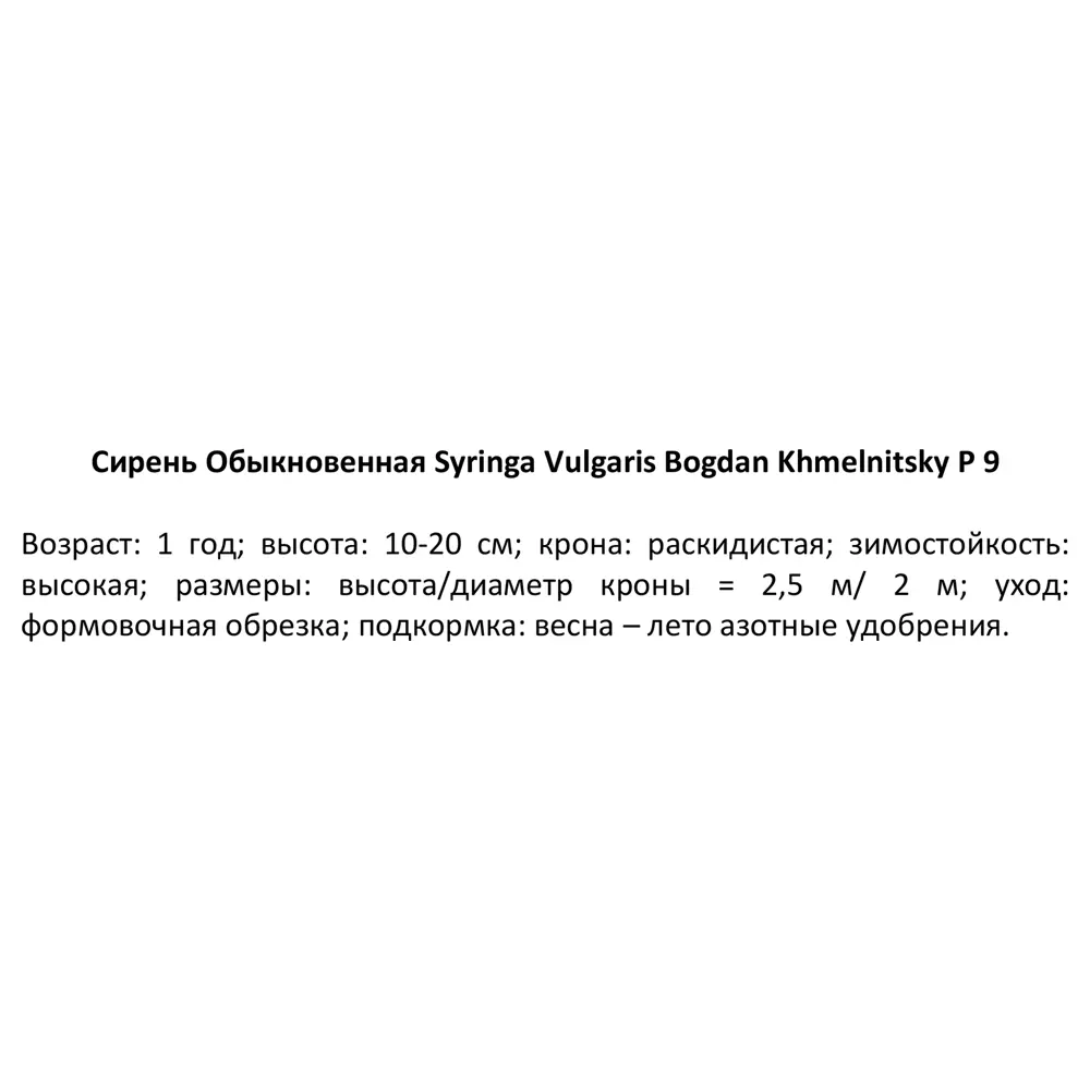Сирень Богдан Хмельницкий ø9 h15 см 84828984 STLM-2189711 PLANTMARKET  - Вид №2