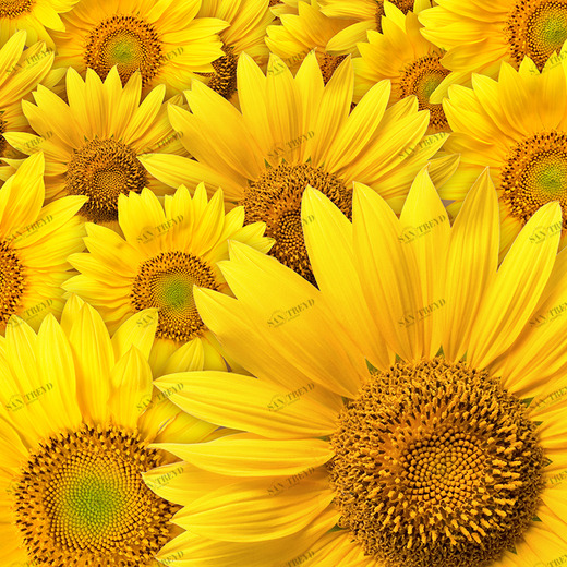 B1-090 Фотообои DIVINO Collection B 2.7х3 м B1090