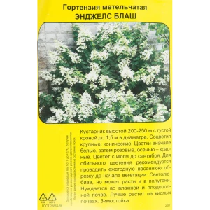 Гортензия метельчатая Энджелс блаш.пак h40 см 83786893 STLM-2190921