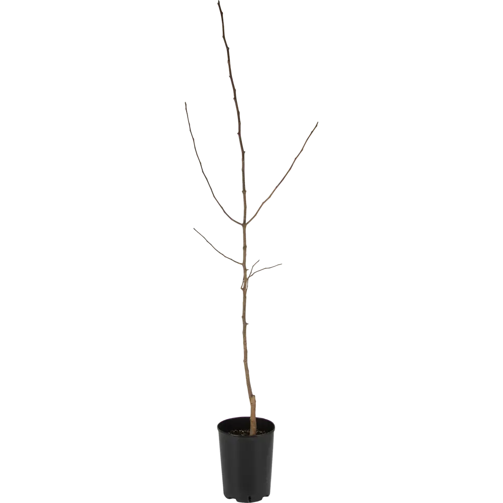 Груша кафедральная C5-7 2 года PLANTMARKET STLM-2051063