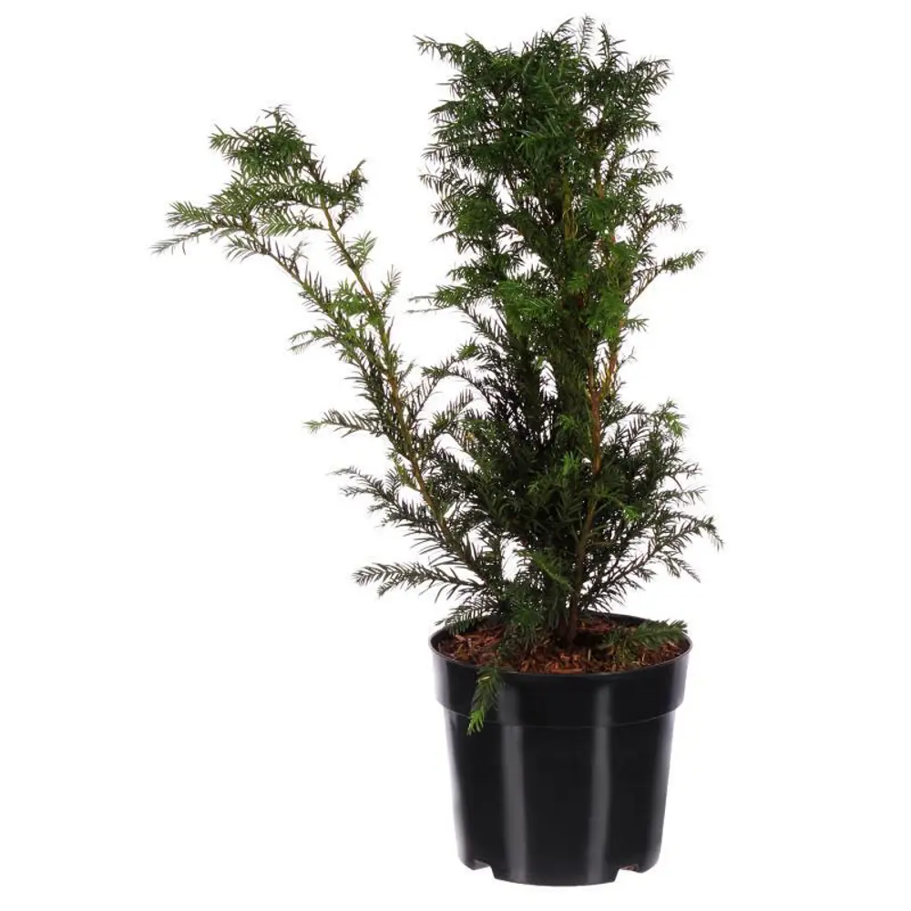 Тис средний Хикси ø15 h55 см 84834833 STLM-2198344 PLANTMARKET 