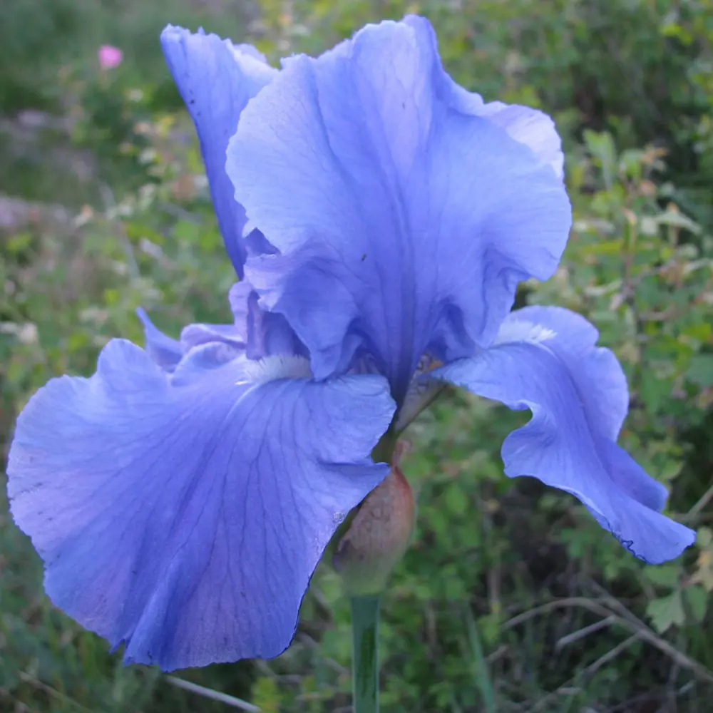 Ирис германский Блу от Santreyd — фиолетовое цветущее чудо в горшке 81954811 STLM-0950893 - Вид №2
