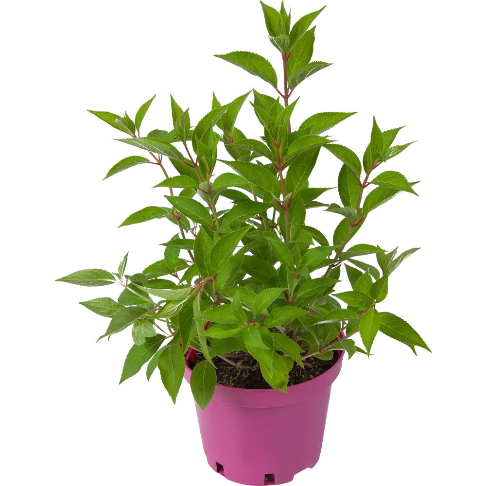 Саженец Гортензия метельчатая Прайм Ред ø19 h40 см 84922804 STLM-2134409 Santreyd 