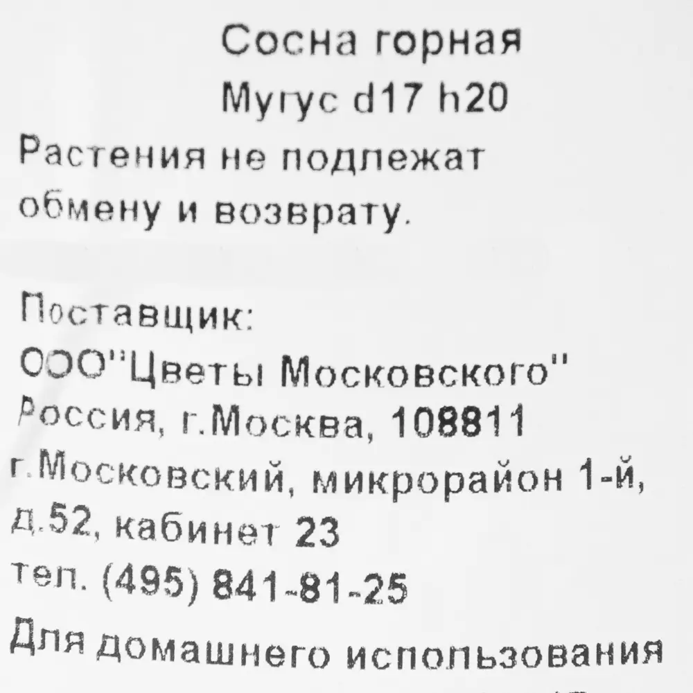 Сосна горная «Мугус» 2 л h20 см 82219047 STLM-2030737 Santreyd  - Вид №2