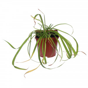 81954873 Лилейник С1 «Стелла Д`Оро»