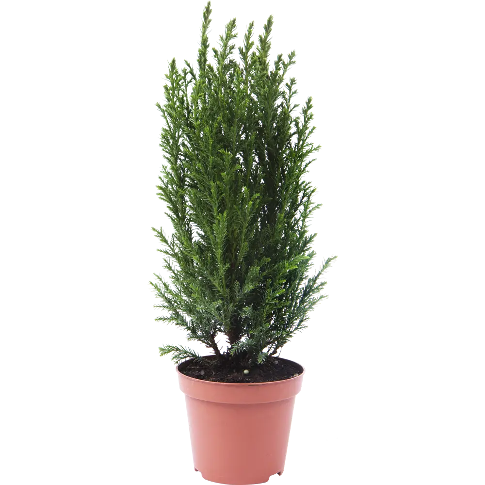 Кипарисовик Элвуди ø9 h32 см Santreyd STLM-2023805 - Вид №1