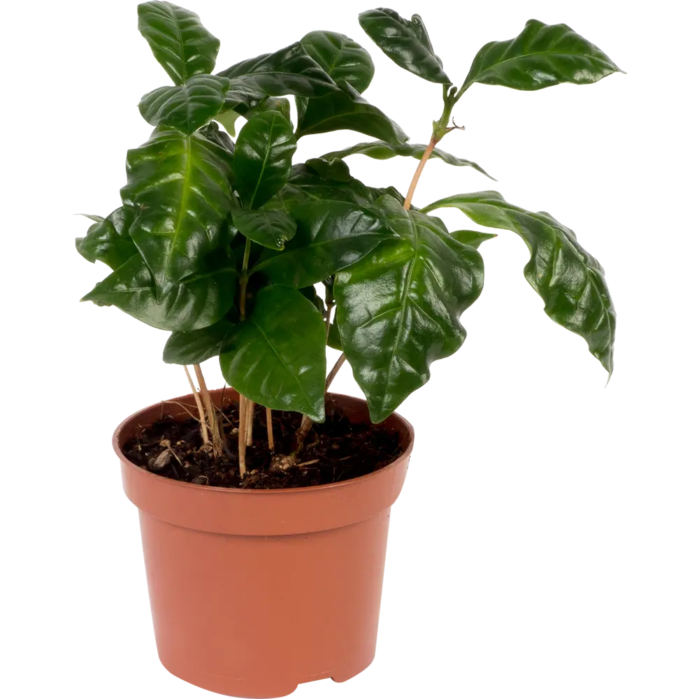 Кофе Арабика 12х25 см Santreyd STLM-2157838