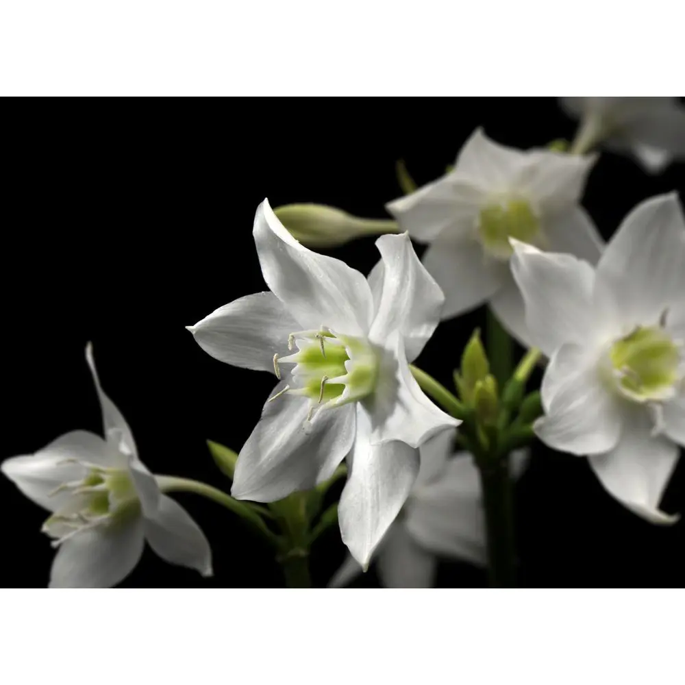 Фотопанно бумажное «Madonna» 254х184 см Santreyd STLM-2180460