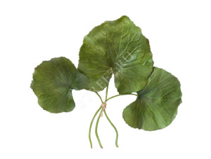 30.0613121GR Листы Галакса зелёные 3 шт. Цветочная коллекция