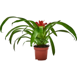 Гузмания Santreyd - экзотическое украшение интерьера с яркими прицветниками 89336318