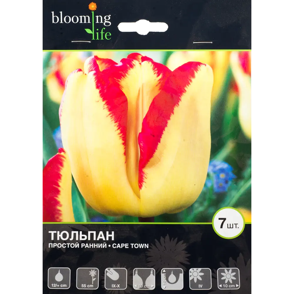 Тюльпан Кейп Таун 12/+, 7 шт 16397778 STLM-2069135 Santreyd 