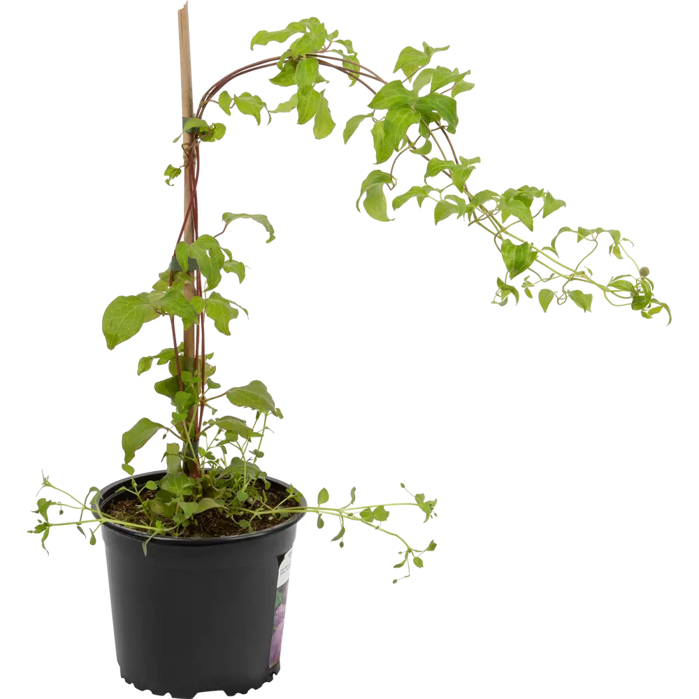 Клематис Santreyd - махровый вишнёво-розовый с ароматом ягод 17939612 STLM-0964204 - Вид №1