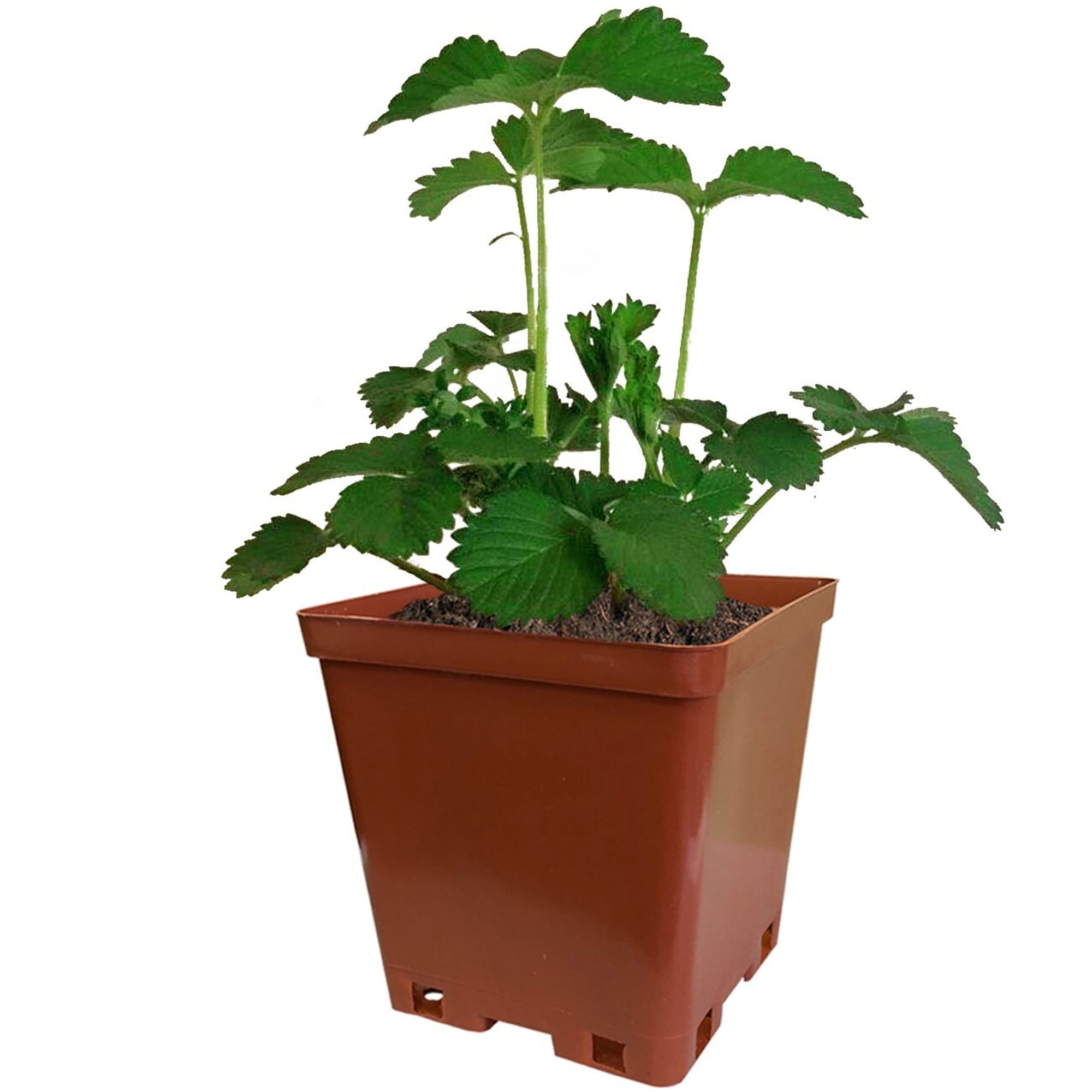 82596905 Земляника садовая «Юния Смайдс» C2 Santreyd  - Вид №1