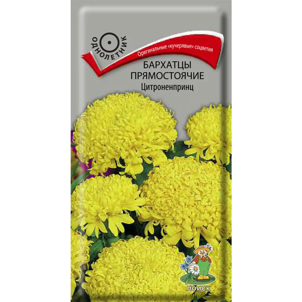 Бархатцы ПОИСК Белые хризантемовидные - пышное цветение с июля до заморозков 89401250 STLM-1563342