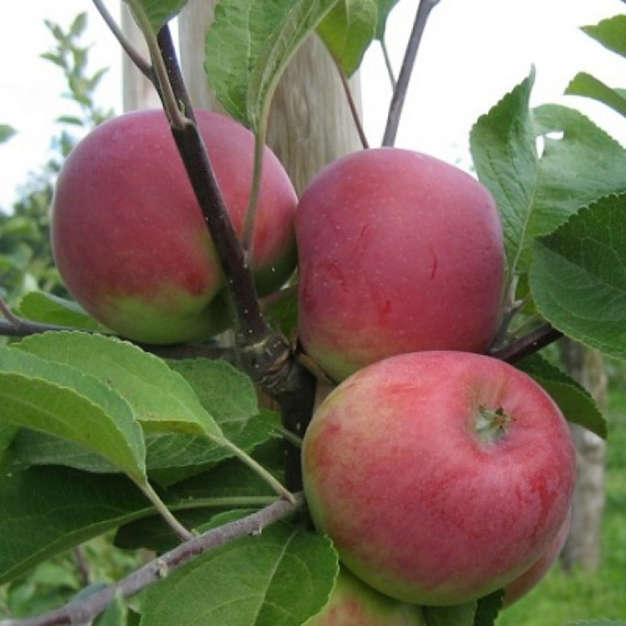 81954957 Яблоня С7 «Красное раннее» h120-180 Santreyd  - Вид №2