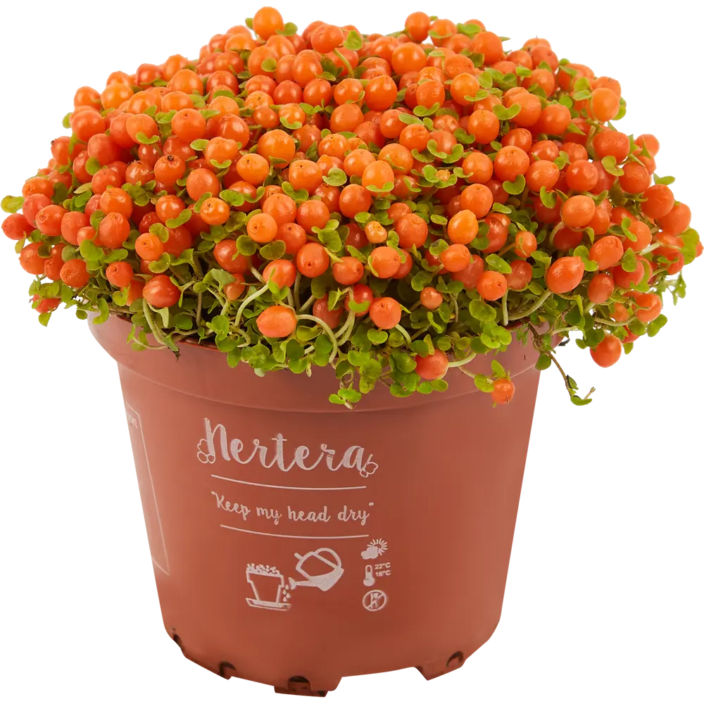 Santreyd Нертера Астрид — комнатное растение с яркими ягодами 85062768