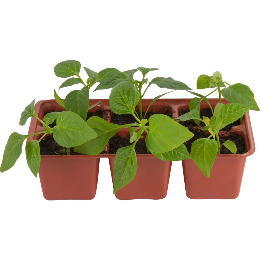 Перец, P6 Н20 Santreyd STLM-2202553 - Вид №1