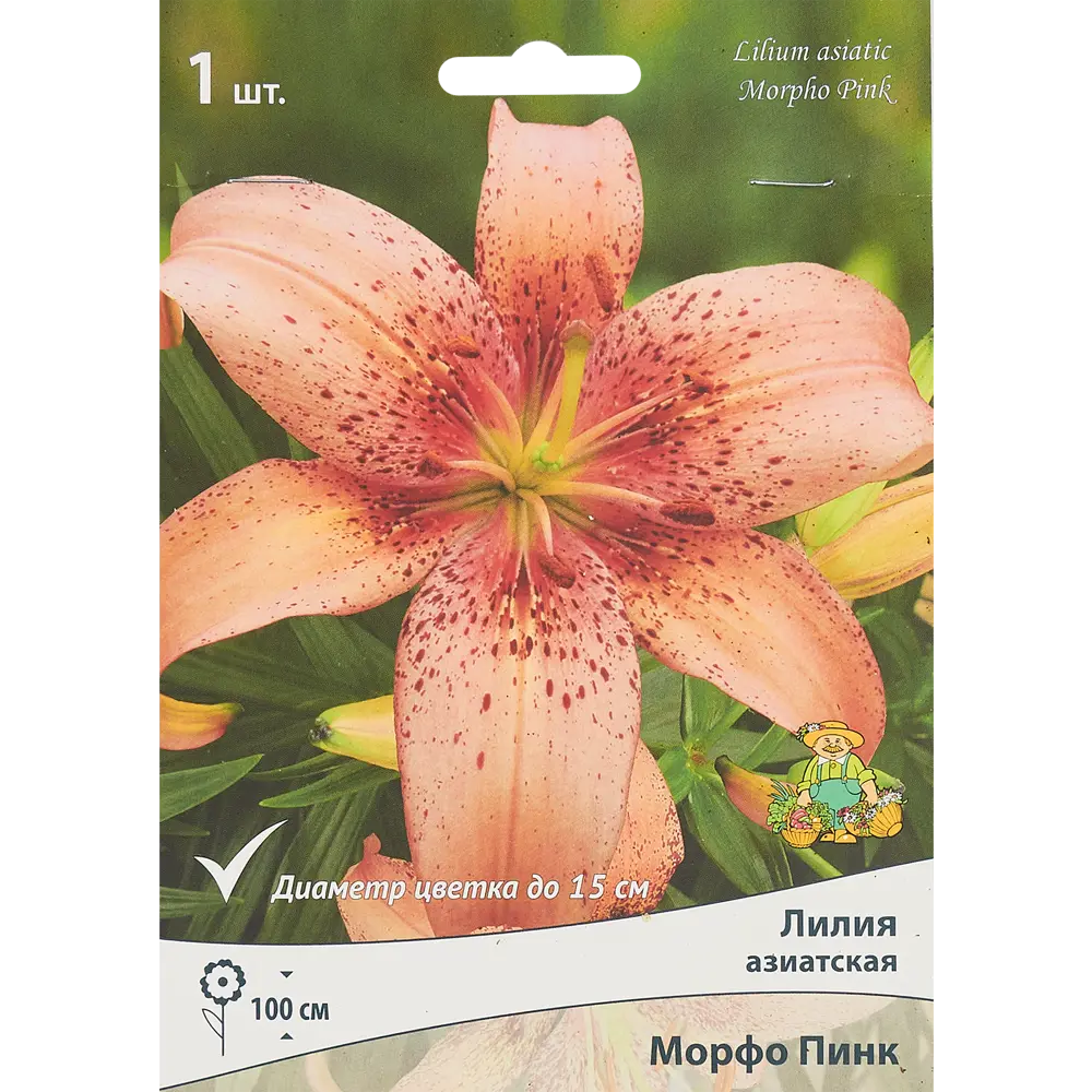 Лилия азиатская Морфо Пинк 85186027 STLM-2071890 ПОИСК 