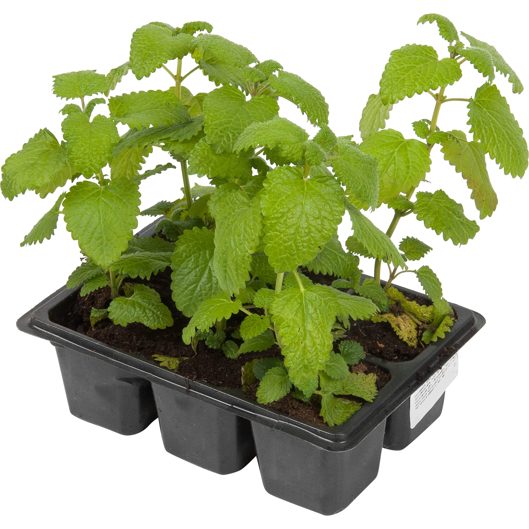 82585477 Мелисса в кассете, 6 шт Santreyd  - Вид №1