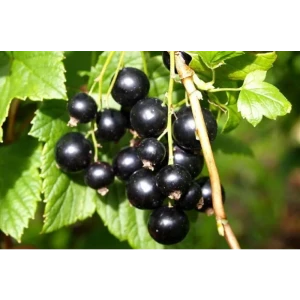 Смородина чёрная Купалинка ø6 h40 см 84301479 STLM-2009391