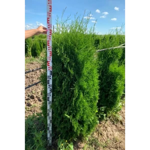 Туя западная Фастигиата ø41 h120 - 140 см 82779951 STLM-2166442