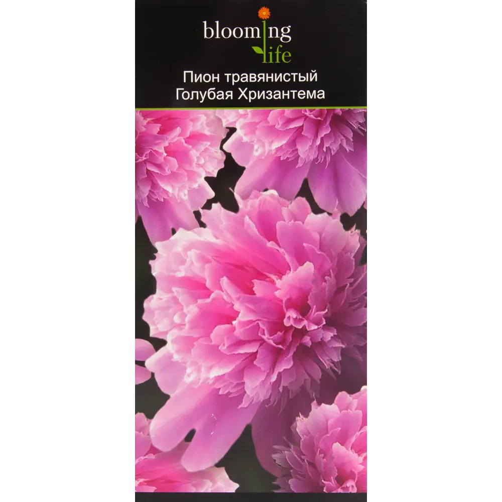 Пион травянистый Голубая хризантема в тубе 82539503 STLM-2205123 BLOOMING LIFE 