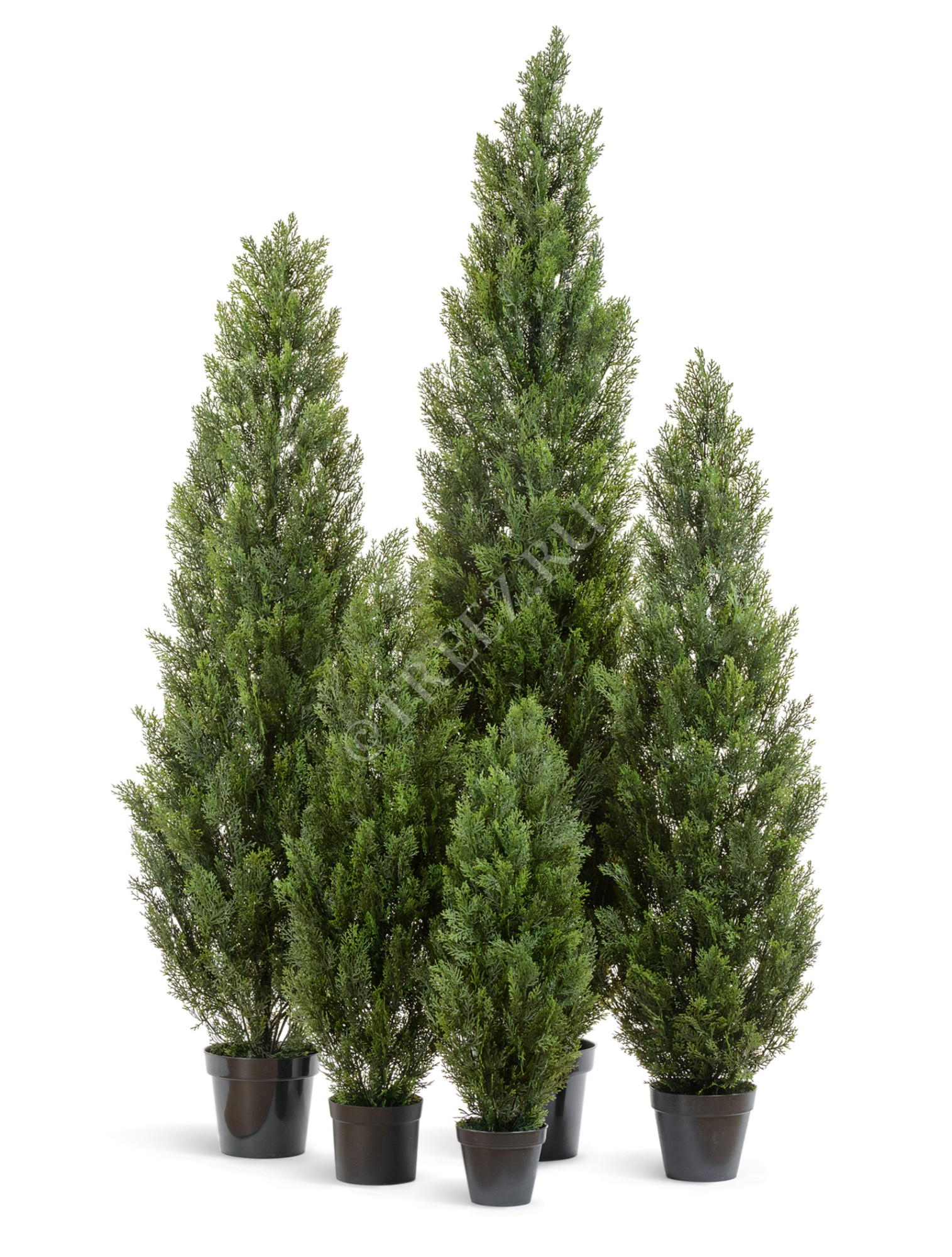 10.0215054/3N Туя Эйр Элеганс уличная Цветочная коллекция 