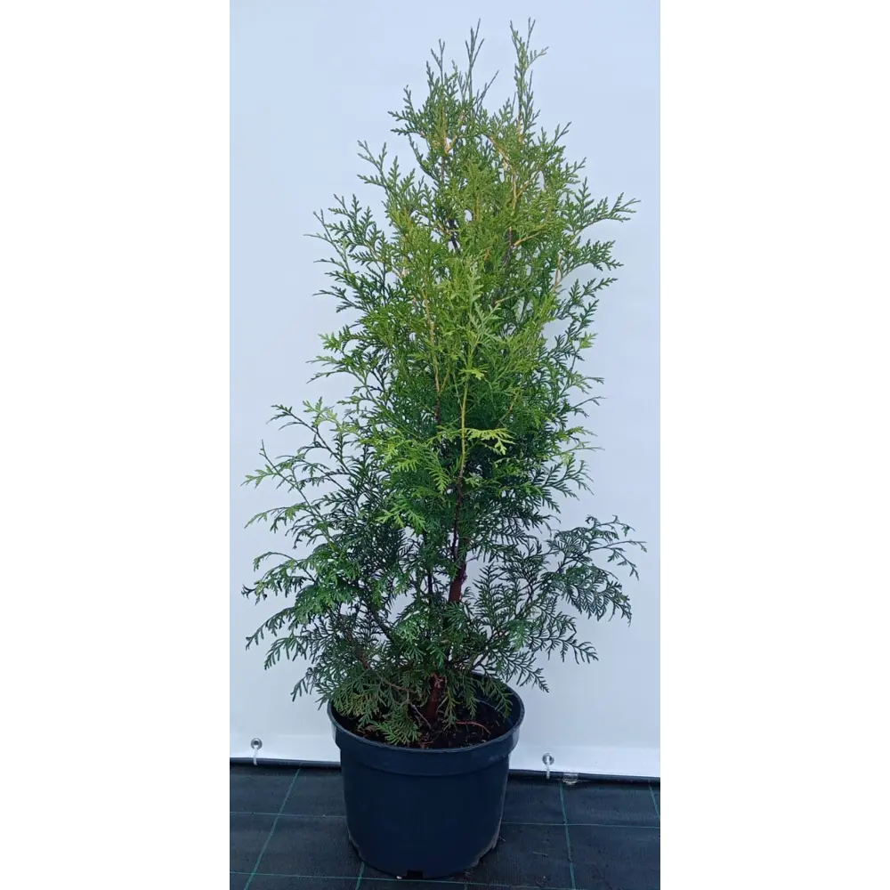 Туя западная Брабант ø28 см h80-100 см 85088215 STLM-2118311 Santreyd 