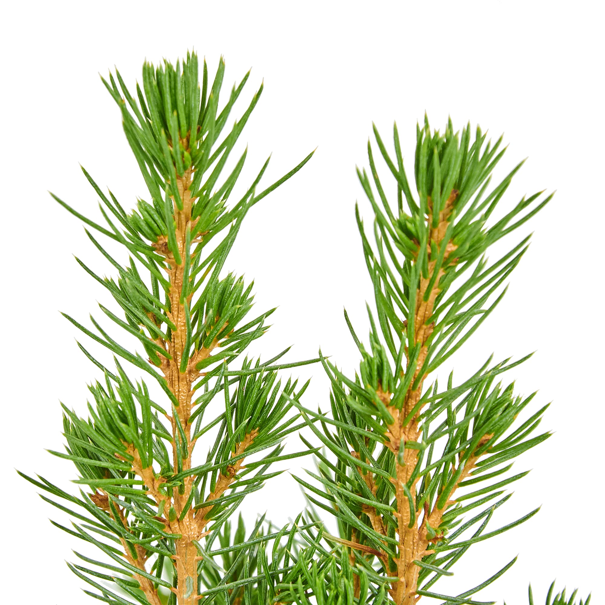 82769605 Ель Коника с игрушкой 9x32-35 см Santreyd  - Вид №2