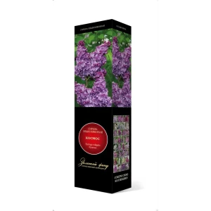 Сирень обыкновенная Космос h37 см 83786907 STLM-2002719