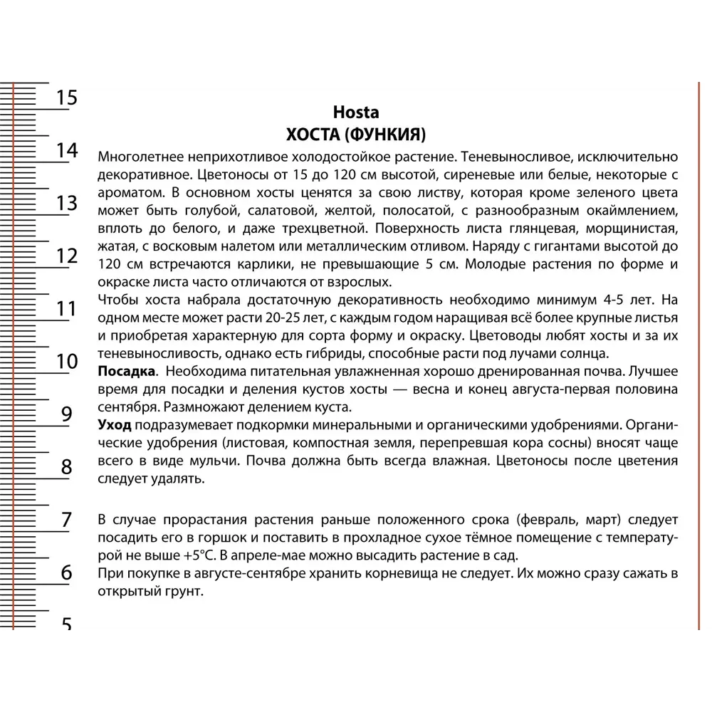 Хоста Гравити Рокс - многолетнее корневище для сада 89433497 ПОИСК STLM-1568654 - Вид №1