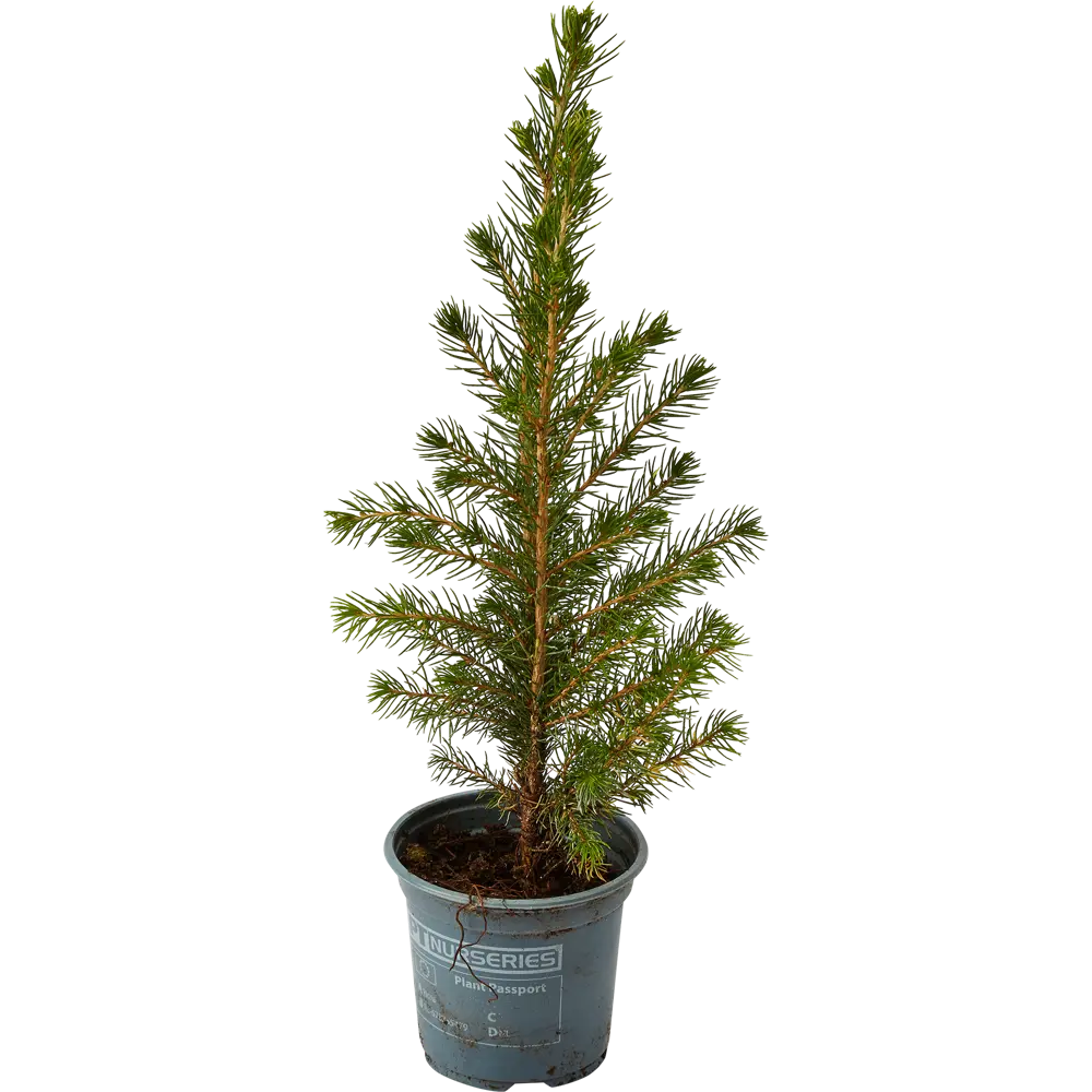 Ель Коника ø9 h30-35 см Santreyd STLM-2082271 - Вид №1