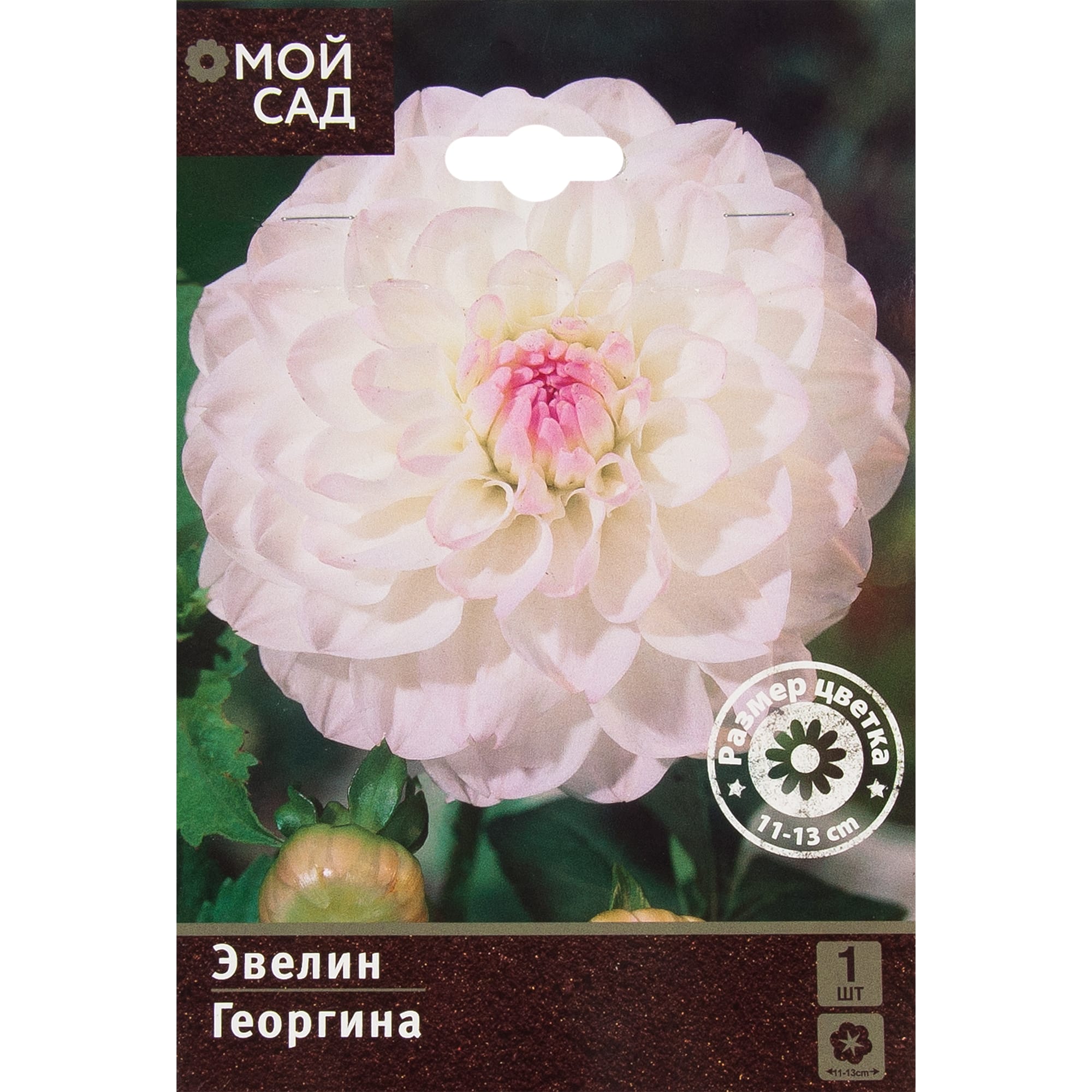 11455799 Георгина Шаровидная Эвелин I Santreyd 