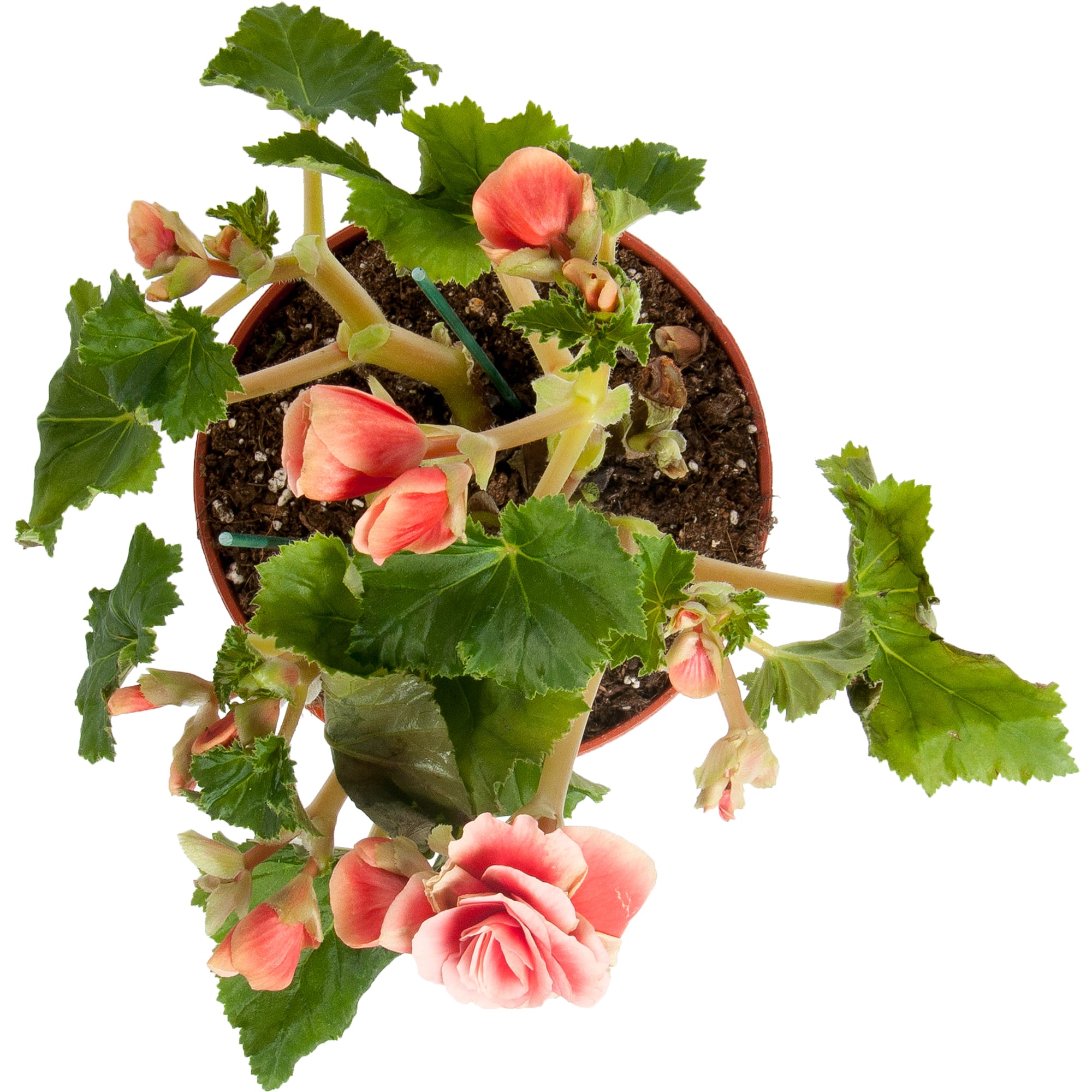 82207295 Бегония «Элатиор Бориас» 14х31 см Santreyd  - Вид №1