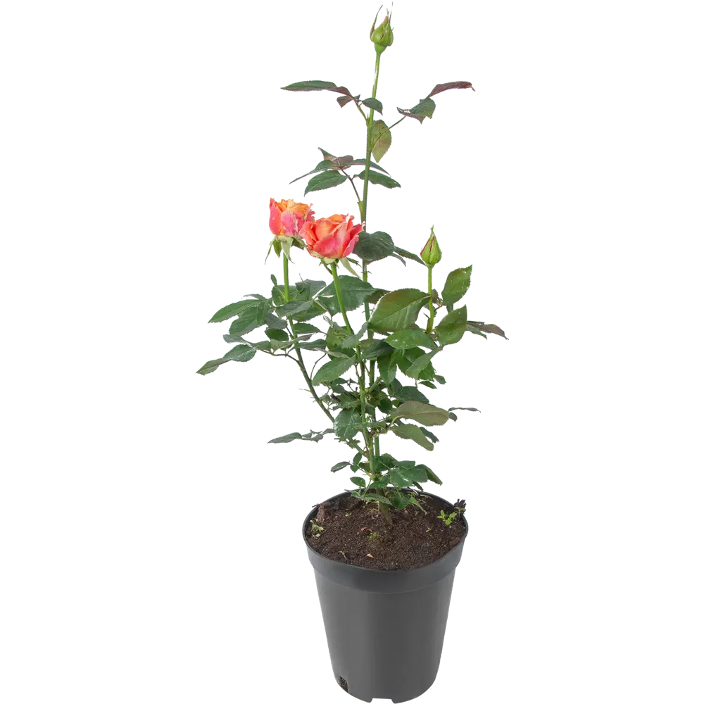 Роза чайно-гибридная в ассортименте D25 см 60 см 84994674 STLM-2163760 Santreyd  - Вид №5