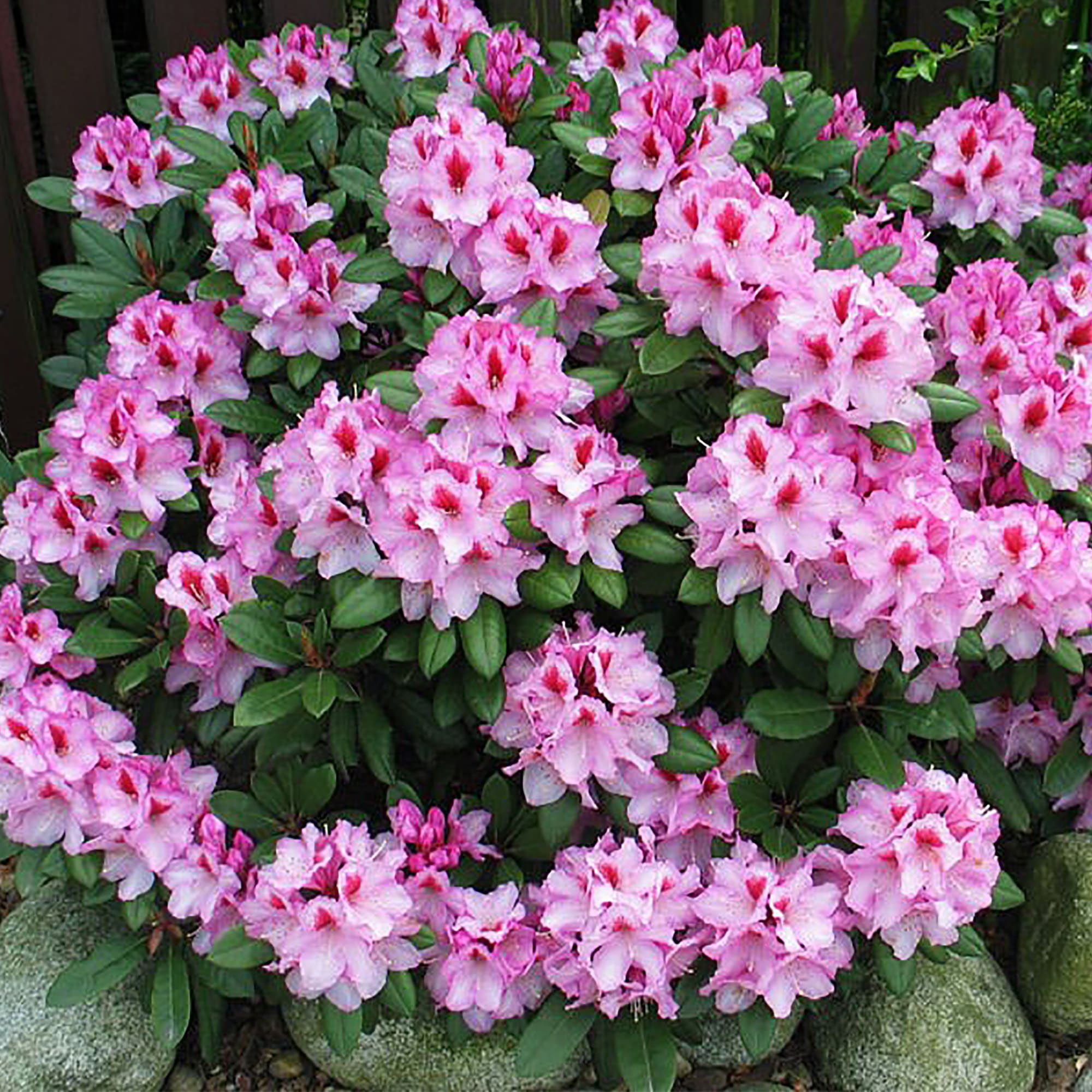 17892121 Рододендрон Диадем, Р9 Santreyd 