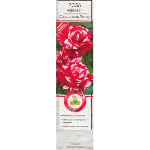Розы парковые «Фердинанд Пичад» 18348700 STLM-2046486