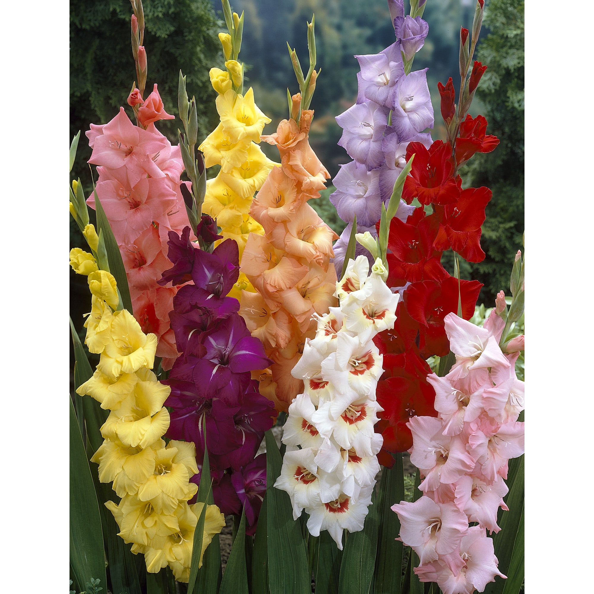 83783825 Гладиолус крупноцветковый микс луковица 10/12 Santreyd 