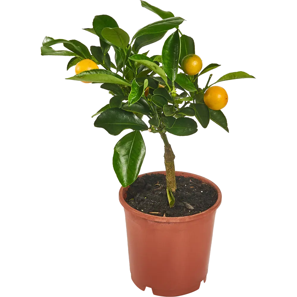 Santreyd Цитрус микс — декоративное растение для интерьера 83985979 STLM-0045809 - Вид №1