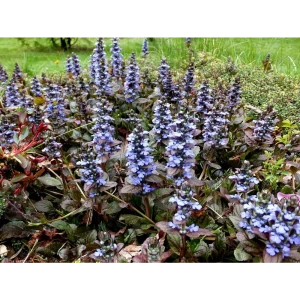 Рассада цветов Живучка ползучая микс - многолетнее садовое растение 89416551