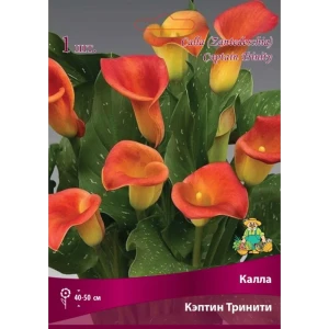 Калла Кэптин Тринити луковица 14/16 83598108 STLM-2194103