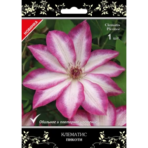 Клематис крупноцветковый Пикоти в капере 82527454 STLM-2205751