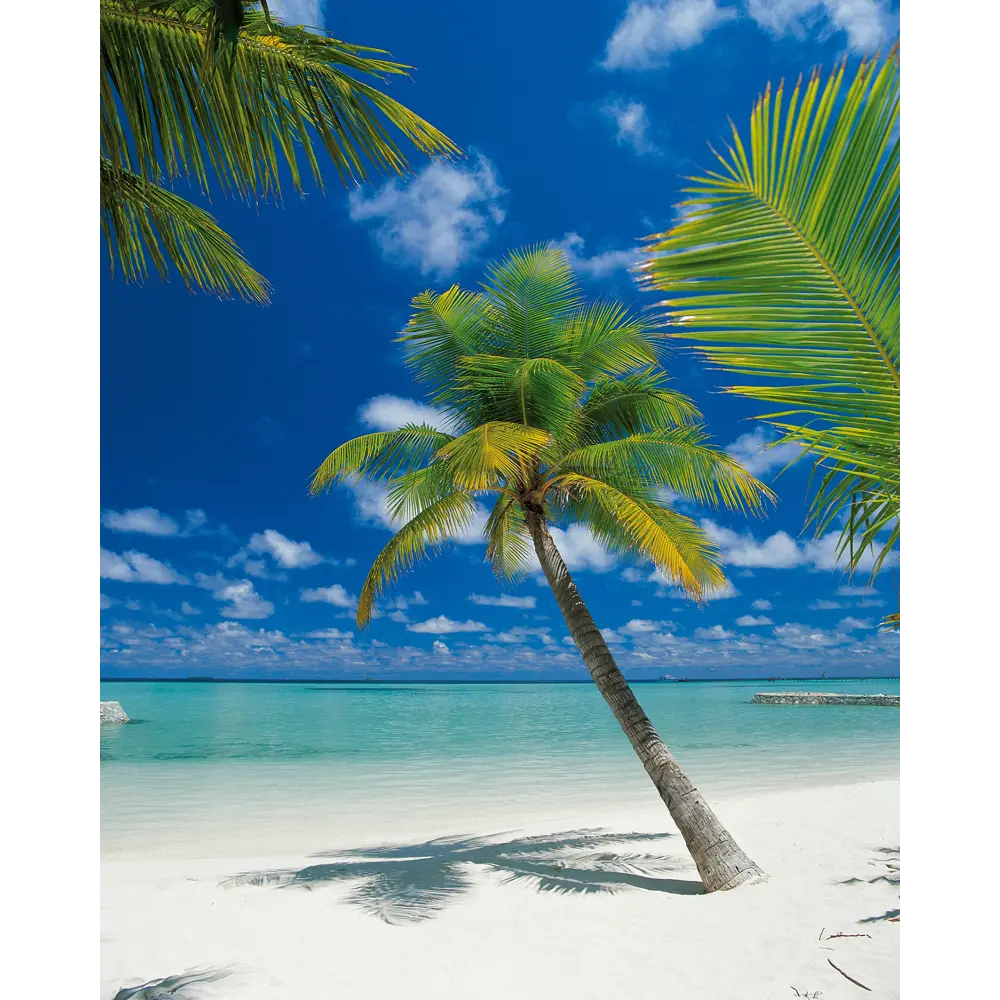 Фотообои бумажные, 254х184 см, KOMAR Пальма STLM-2088187